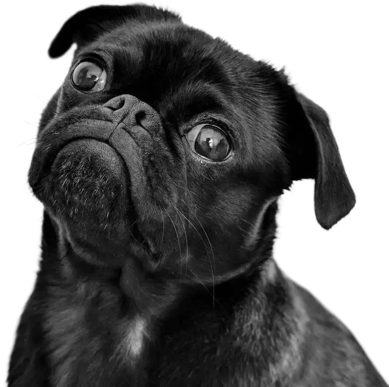 Newsletter Animodream à Cagny pour les chiens