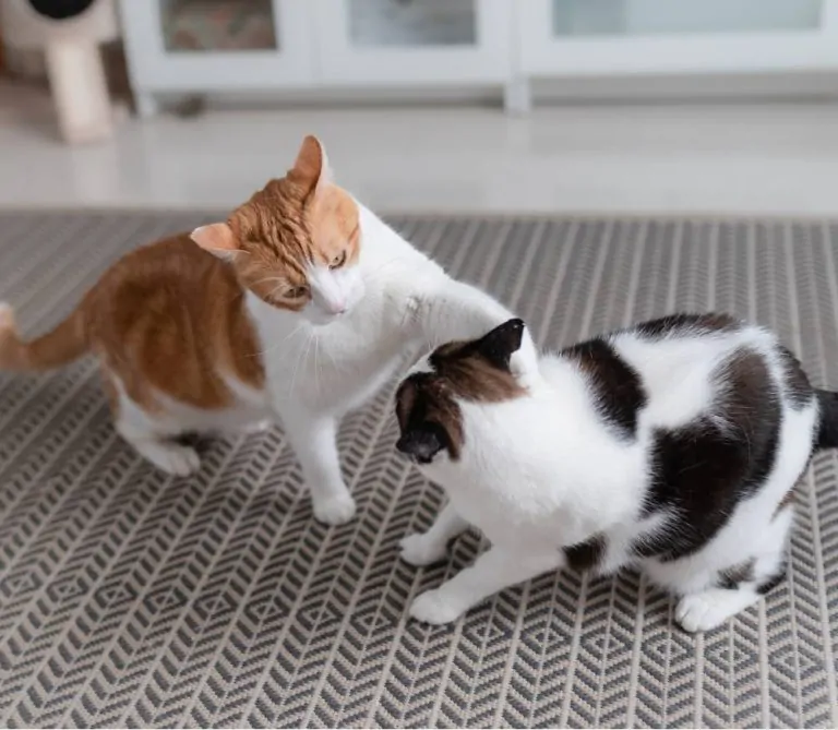 Blog Animodream : conseils pour adopter un second chat