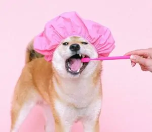 Blog Animodream : conseils pour prendre soin des dents de son chien