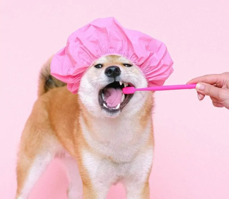 Blog Animodream : conseils pour prendre soin des dents de son chien