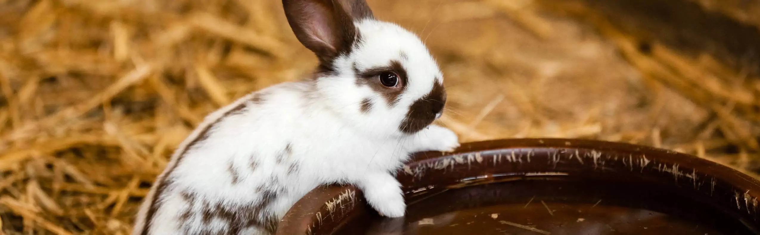 alimentation pour poules, à l'animalerie animodream