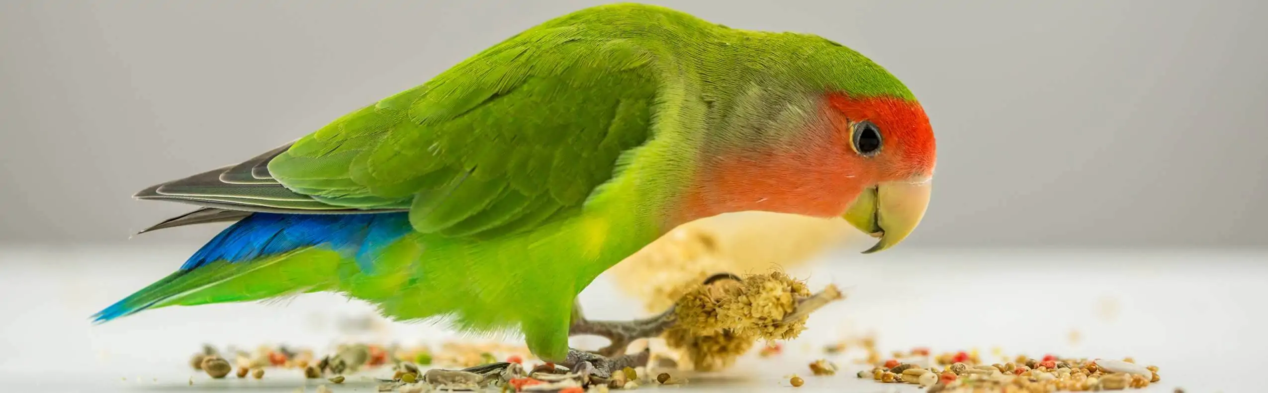 alimentation pour poules, à l'animalerie animodream