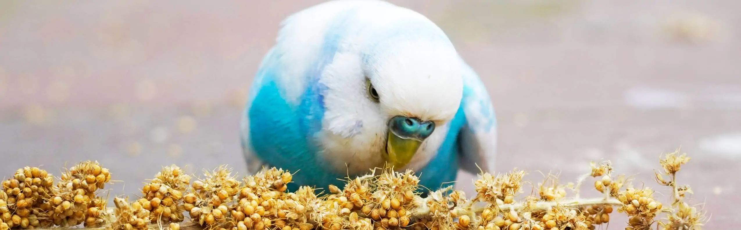 alimentation pour lapins, animalerie près d'Amiens