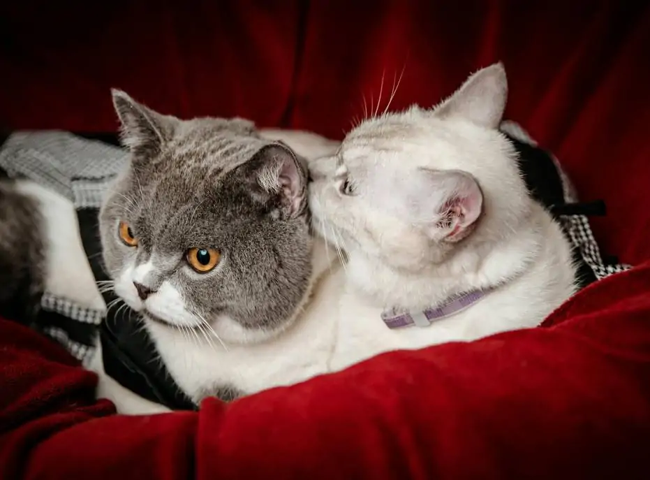 Chats qui se font des câlins