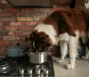 Blog Animodream : Les aliments dangereux pour votre chien