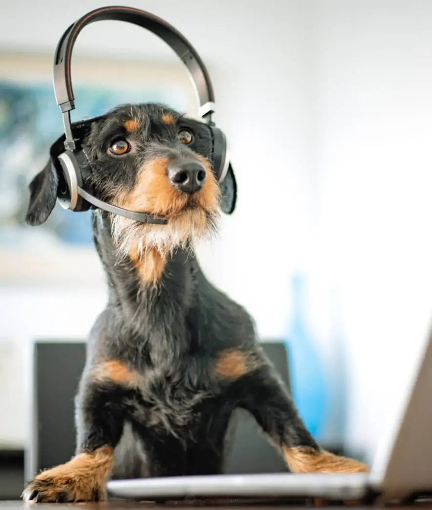 Contacter l'animalerie AnimoDream