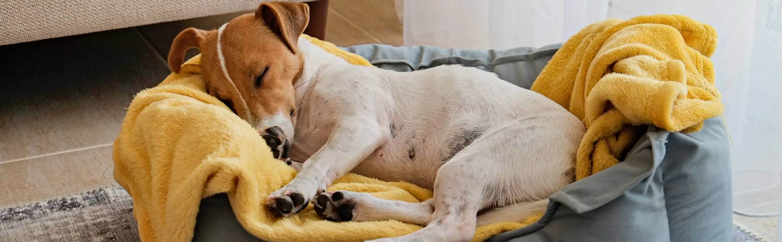 alimentation pour poules, à l'animalerie animodream