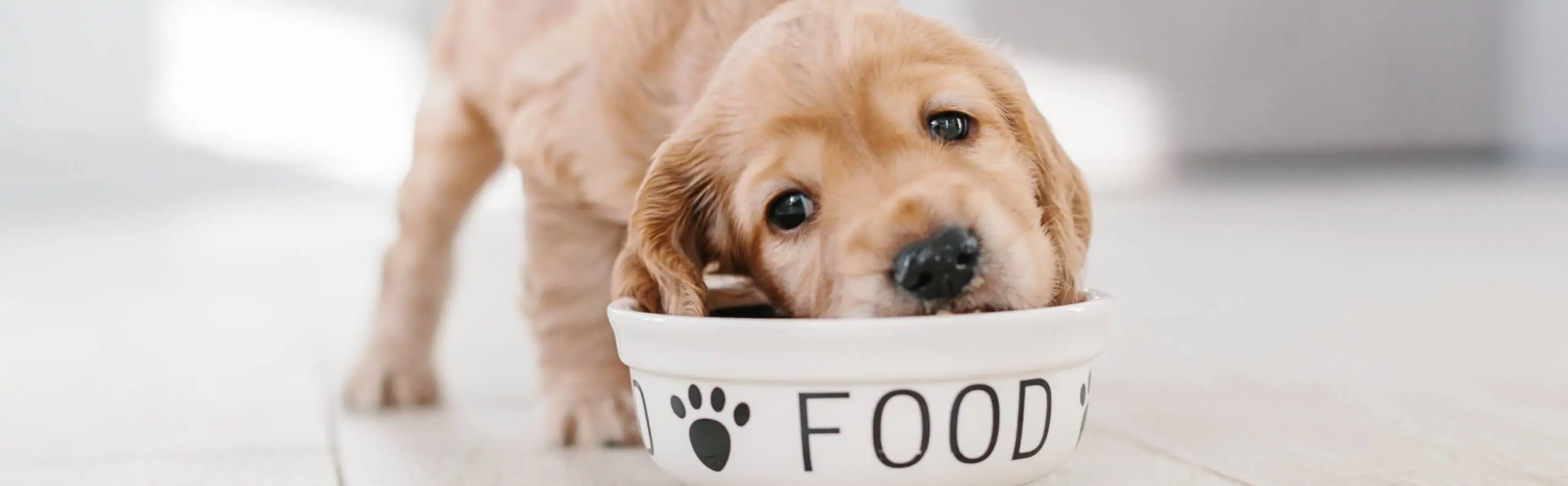 friandises pour chien animalerie animodream