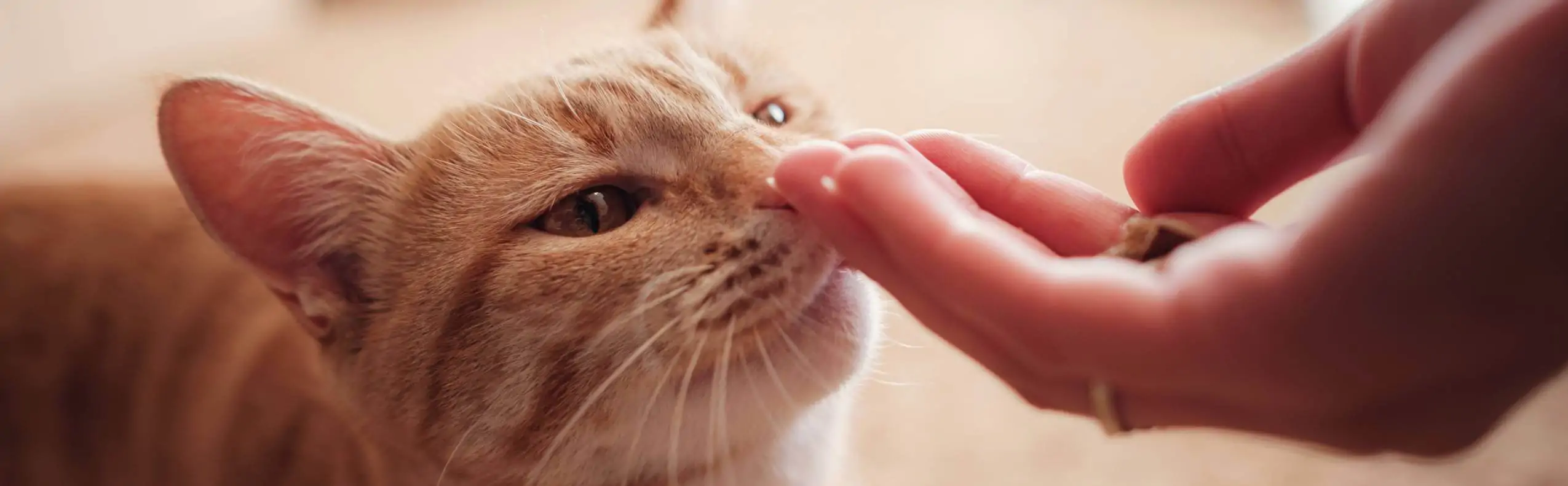 Jouets pour chat, animalerie animodream