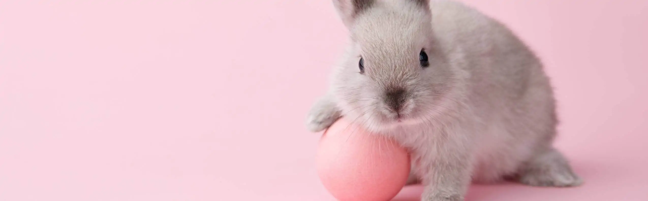 alimentation pour lapins, animalerie près d'Amiens