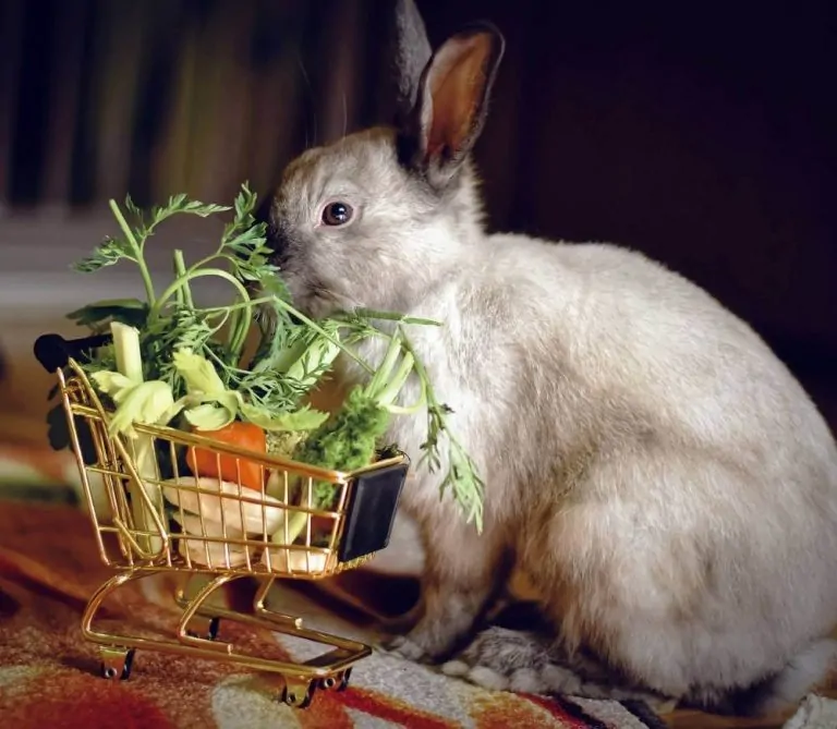 Blog Animodream : Conseils pour bien nourrir son lapin