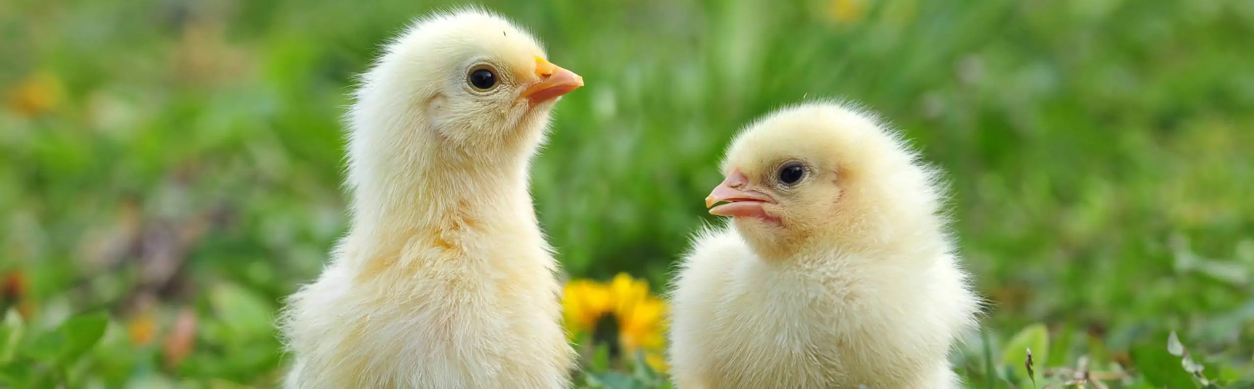 Alimentation pour les oiseaux, animalerie AnimoDream