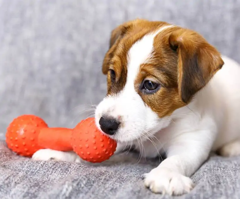 Croquettes Bab'in pour chiens