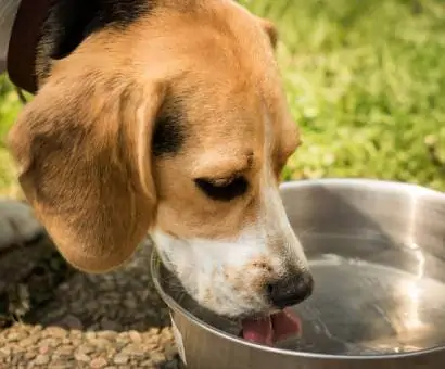 Pâtées naturelles pour chien terra canis