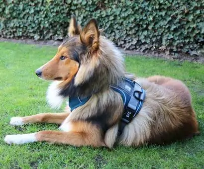 Croquettes pour chien bab'in naturelles, animalerie Amiens