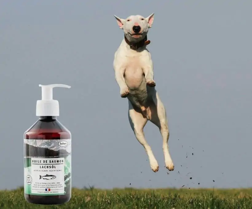 Croquettes Bab'in pour chiens