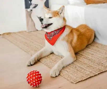 Croquettes pour chien bab'in naturelles, animalerie Amiens
