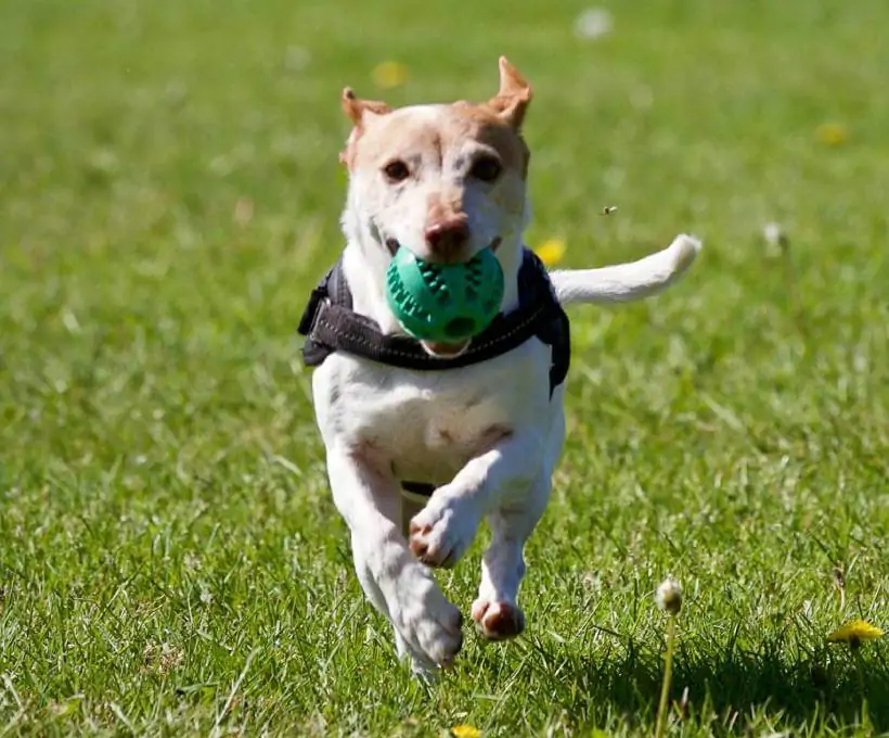 Croquettes Bab'in pour chiens