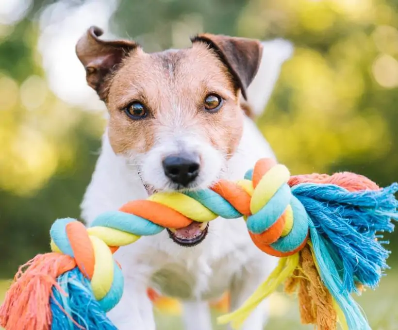 Croquettes Bab'in pour chiens