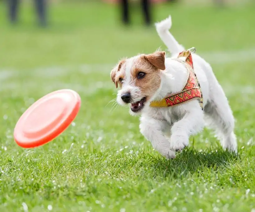 Croquettes Bab'in pour chiens