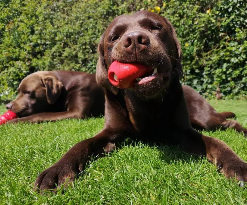 Croquettes Bab'in pour chiens