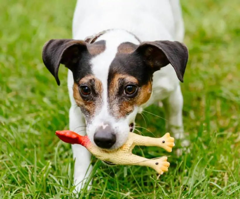 Croquettes Bab'in pour chiens