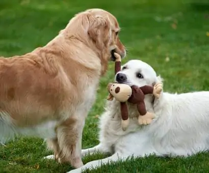 Pâtées naturelles pour chien terra canis