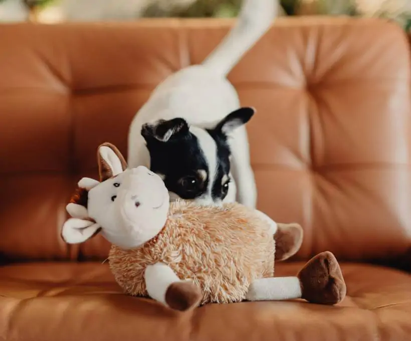 Croquettes Bab'in pour chiens
