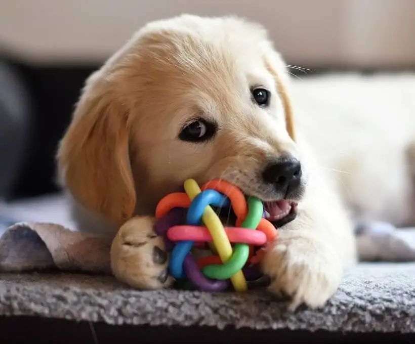 Croquettes Bab'in pour chiens