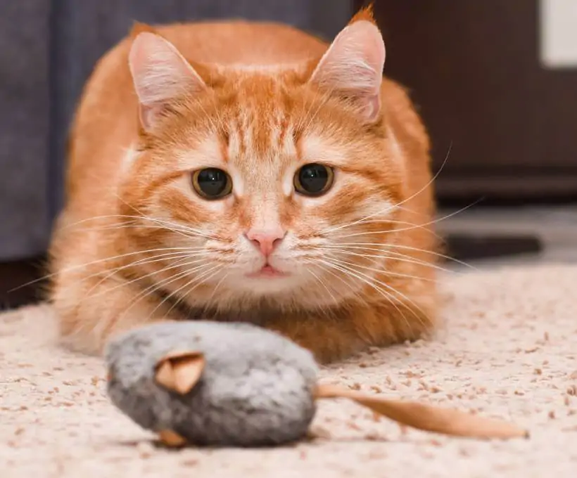 Croquettes Bab'in pour chiens