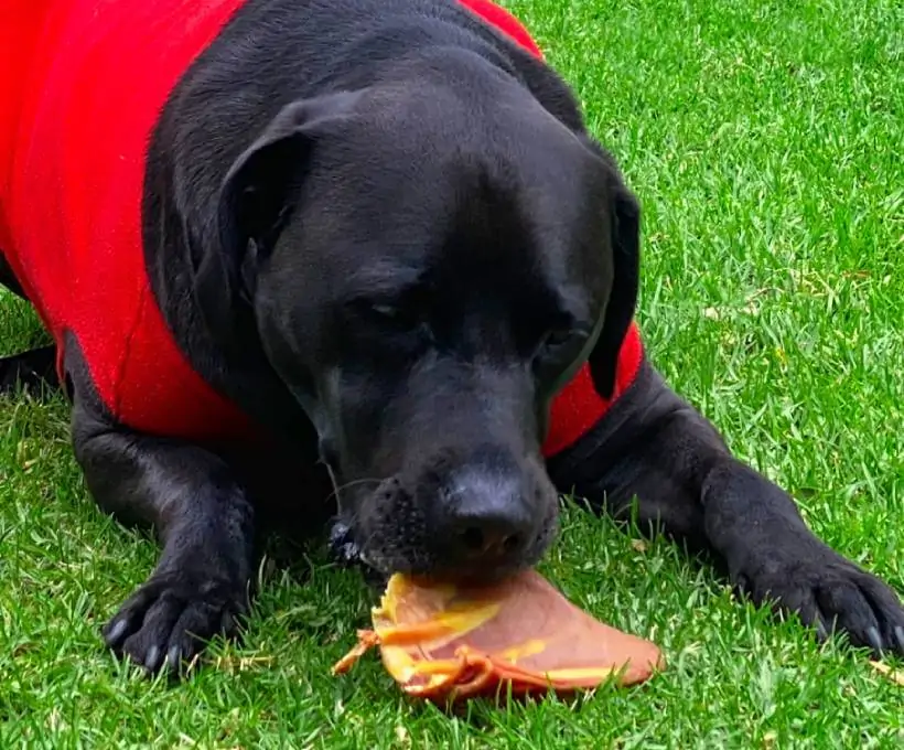 Croquettes Bab'in pour chiens