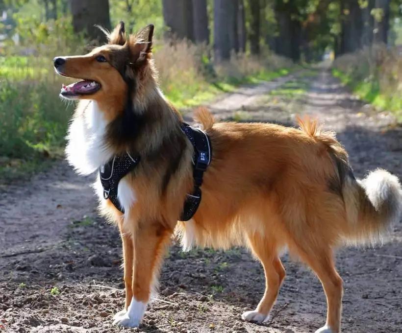 Croquettes Bab'in pour chiens
