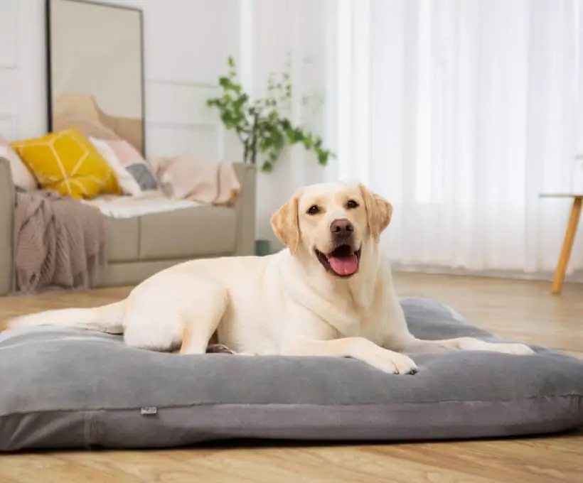 Croquettes Bab'in pour chiens