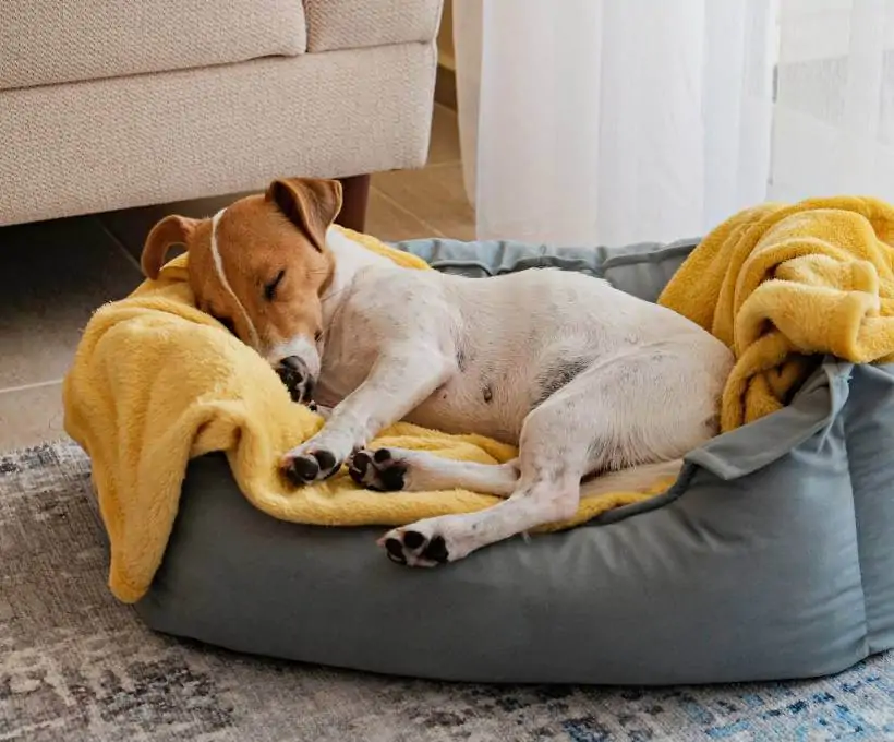 Croquettes Bab'in pour chiens