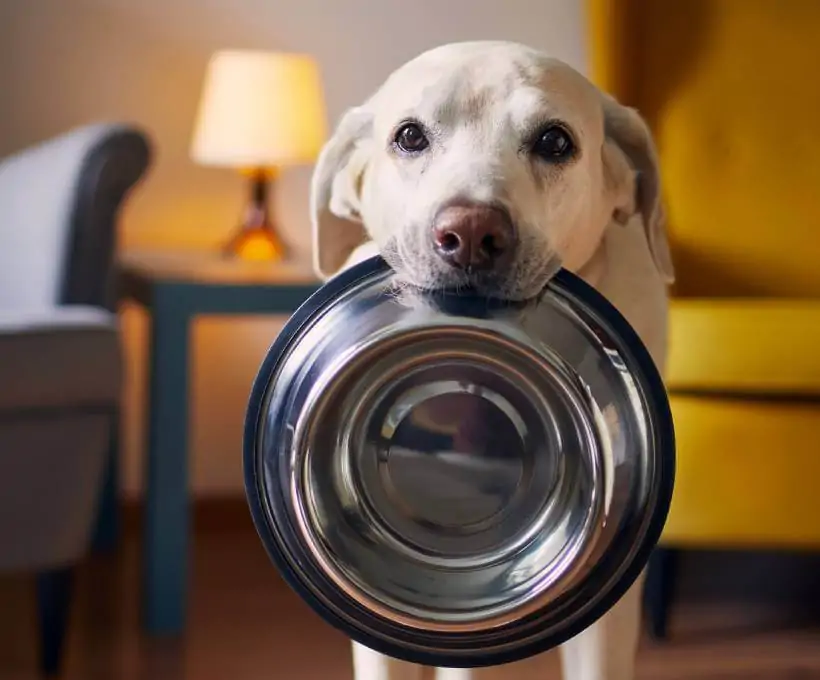 Croquettes Bab'in pour chiens