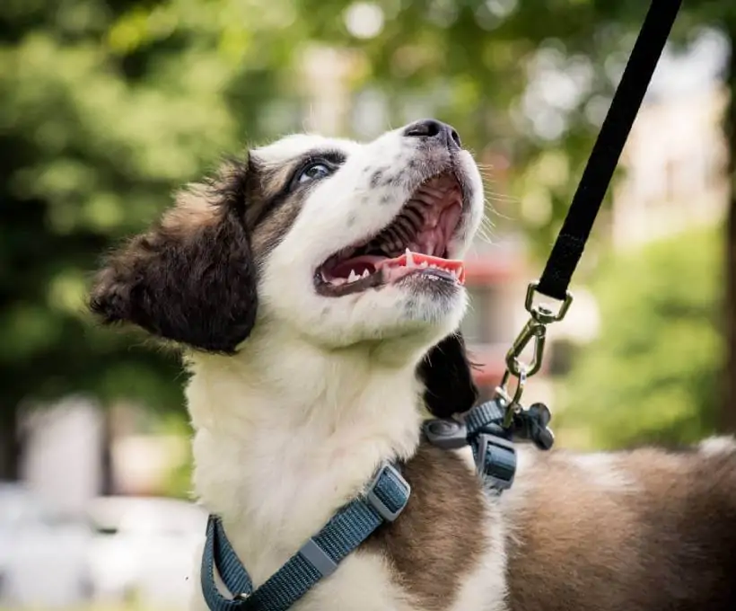 Croquettes Bab'in pour chiens