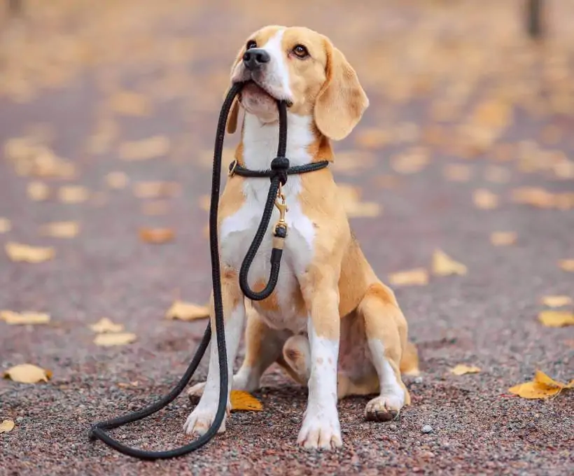 Croquettes Bab'in pour chiens