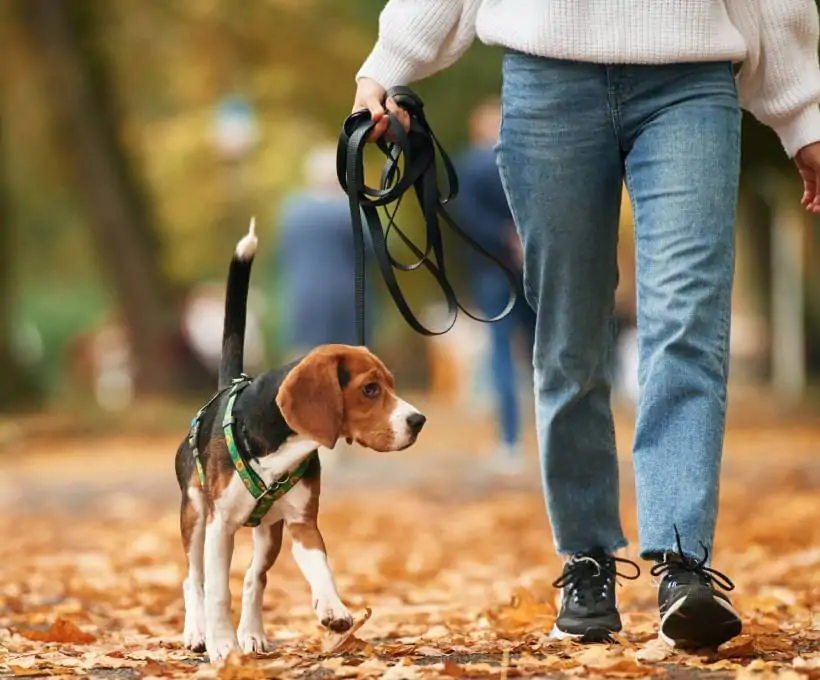Croquettes Bab'in pour chiens