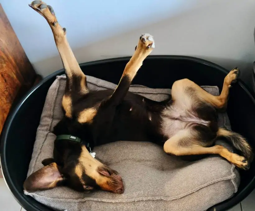 Croquettes Bab'in pour chiens