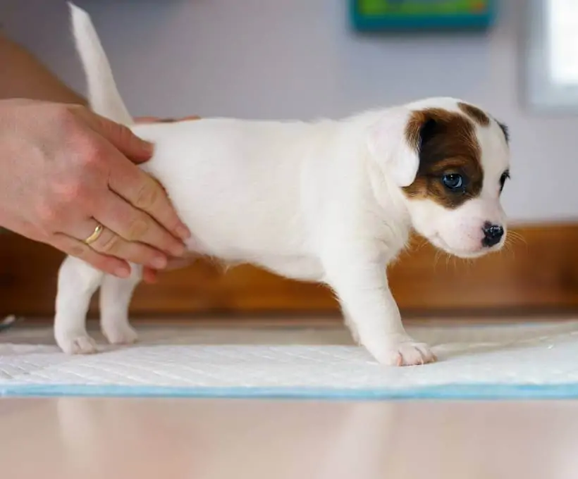 Croquettes Bab'in pour chiens