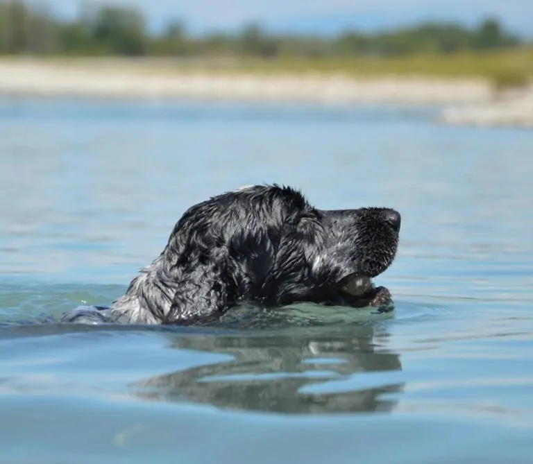 Blog Animodream : Conseils la baignade avec son chien