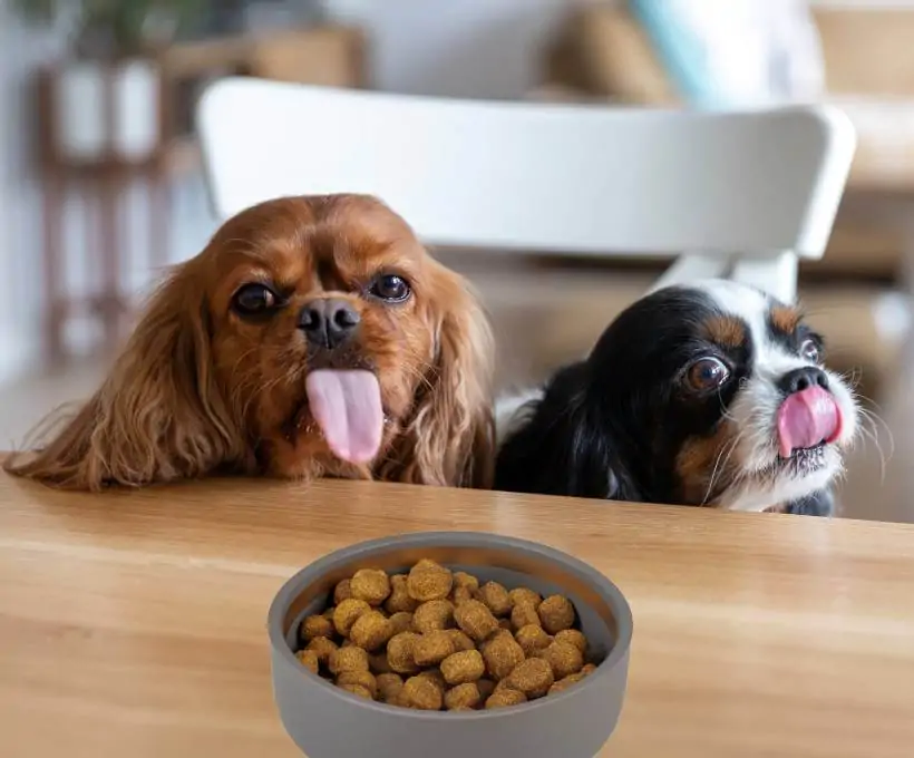 Croquettes Bab'in pour chiens
