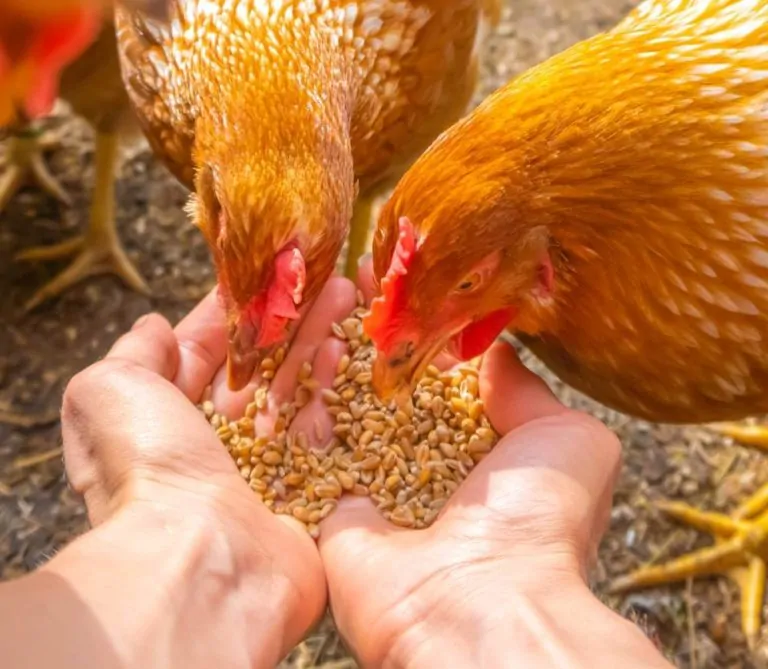 Blog Animodream : Conseils pour bien nourrir ses poules