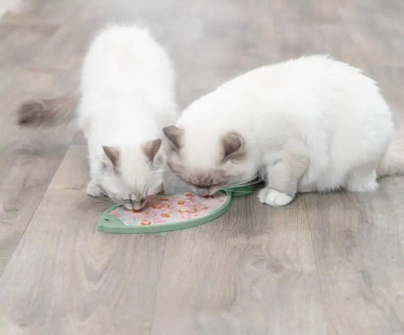 Croquettes Bab'in pour chiens