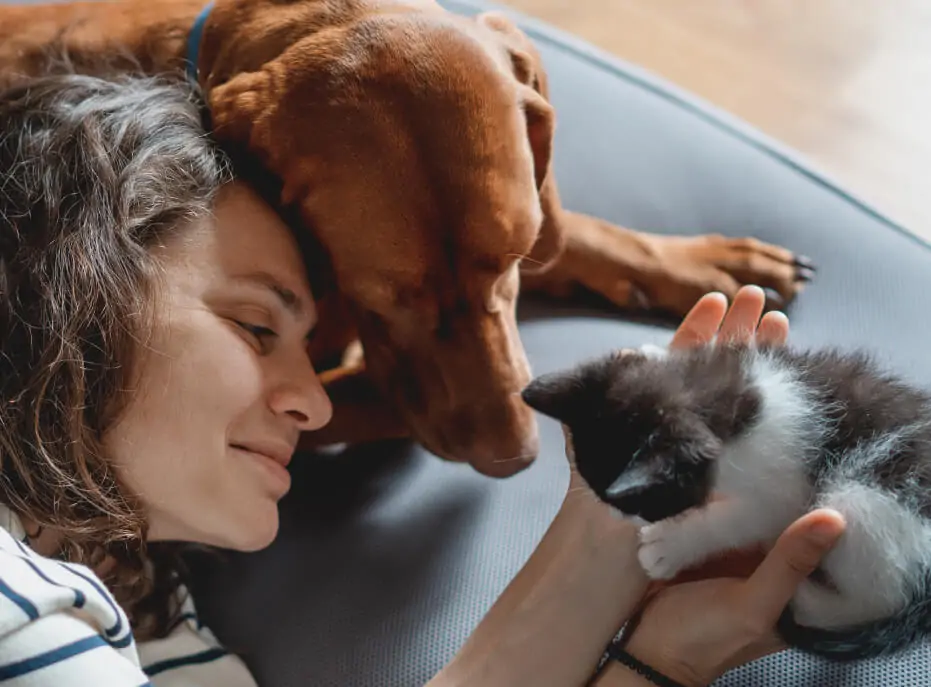 Chats qui se font des câlins
