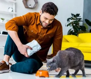 Les conseils pour bien nourrir son chat, d'Animodream près d'Amiens