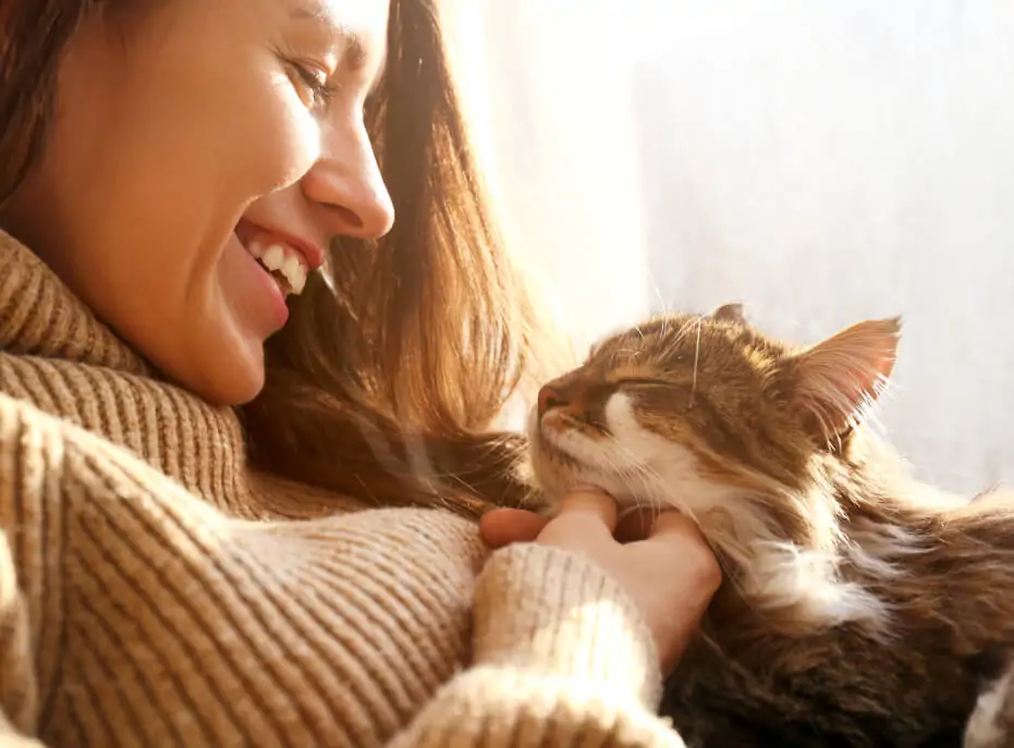 Chats qui se font des câlins