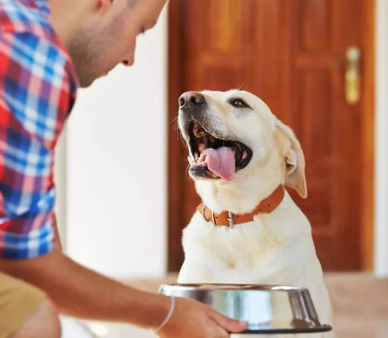 chien diarrhée : quelle alimentation choisir à Amiens
