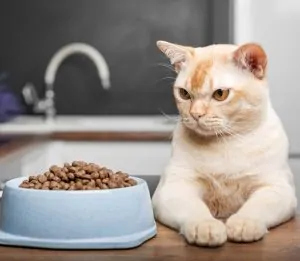 Chat difficile : quelle alimentation choisir sur Amiens