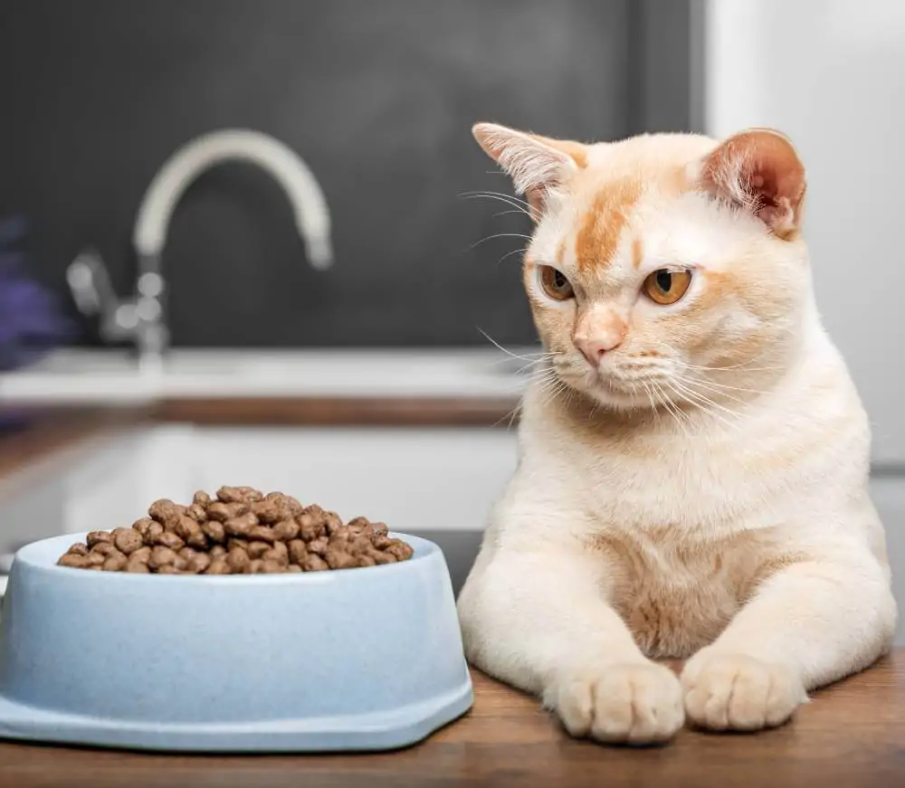 Chat difficile : quelle alimentation choisir sur Amiens